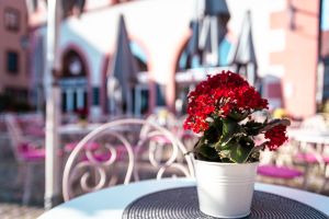 Rote Planze im Topf auf einem Terassen-Tisch